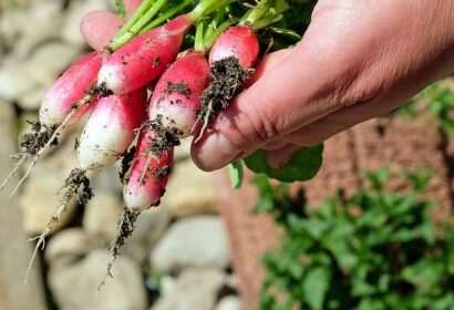 おすすめの野菜肥料10選！家庭菜園にぴったりの人気商品をご紹介！ アイキャッチ画像