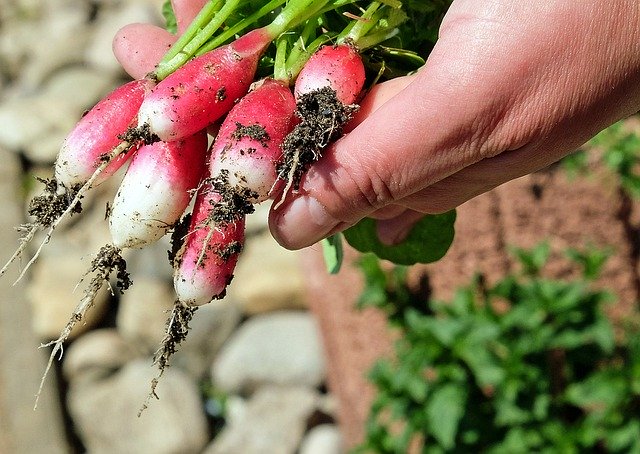 おすすめの野菜肥料10選！家庭菜園にぴったりの人気商品をご紹介！ | 工具男子新聞