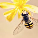 蜂の正しい駆除方法とは？その被害から撃退法まで詳しく解説！