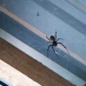 家に出る蜘蛛にはメリットもある？種類や駆除方法を解説！